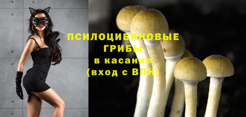 закладка  Гусев  Псилоцибиновые грибы Magic Shrooms 